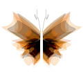 Butterfly 06
