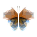 Butterfly 08