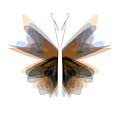 Butterfly 23